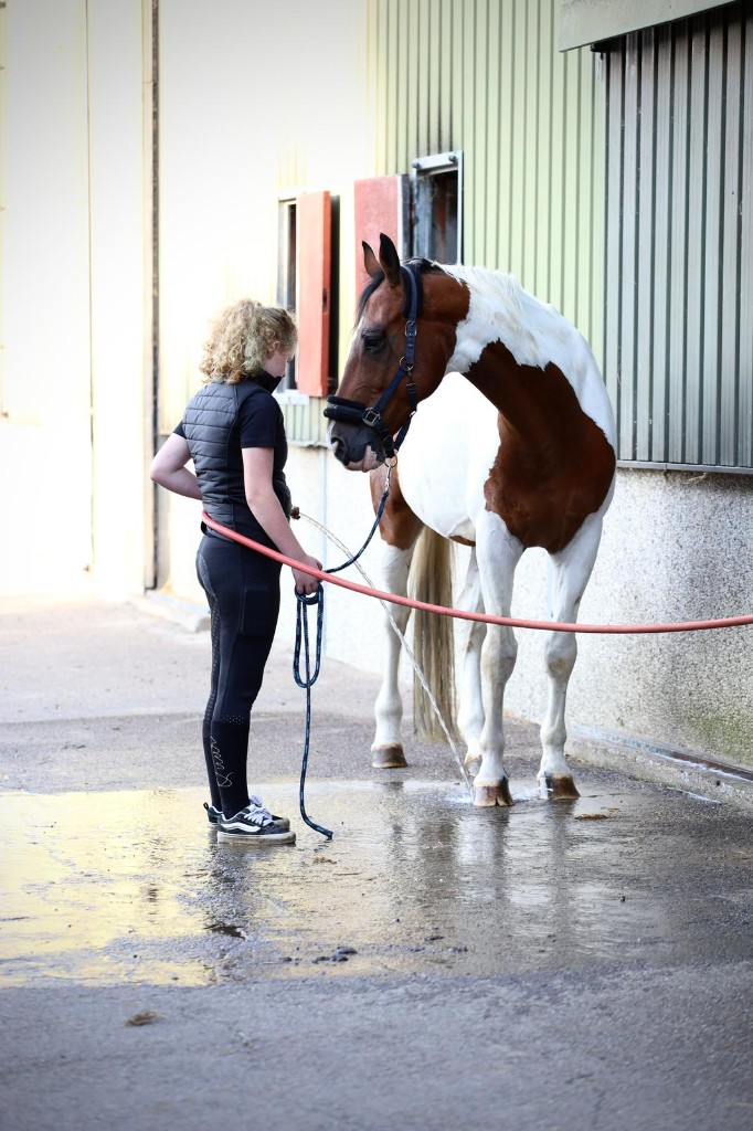Een meisje met krullend haar wast de benen van een bruin-wit gevlekt paard op de wasplaats van de manege