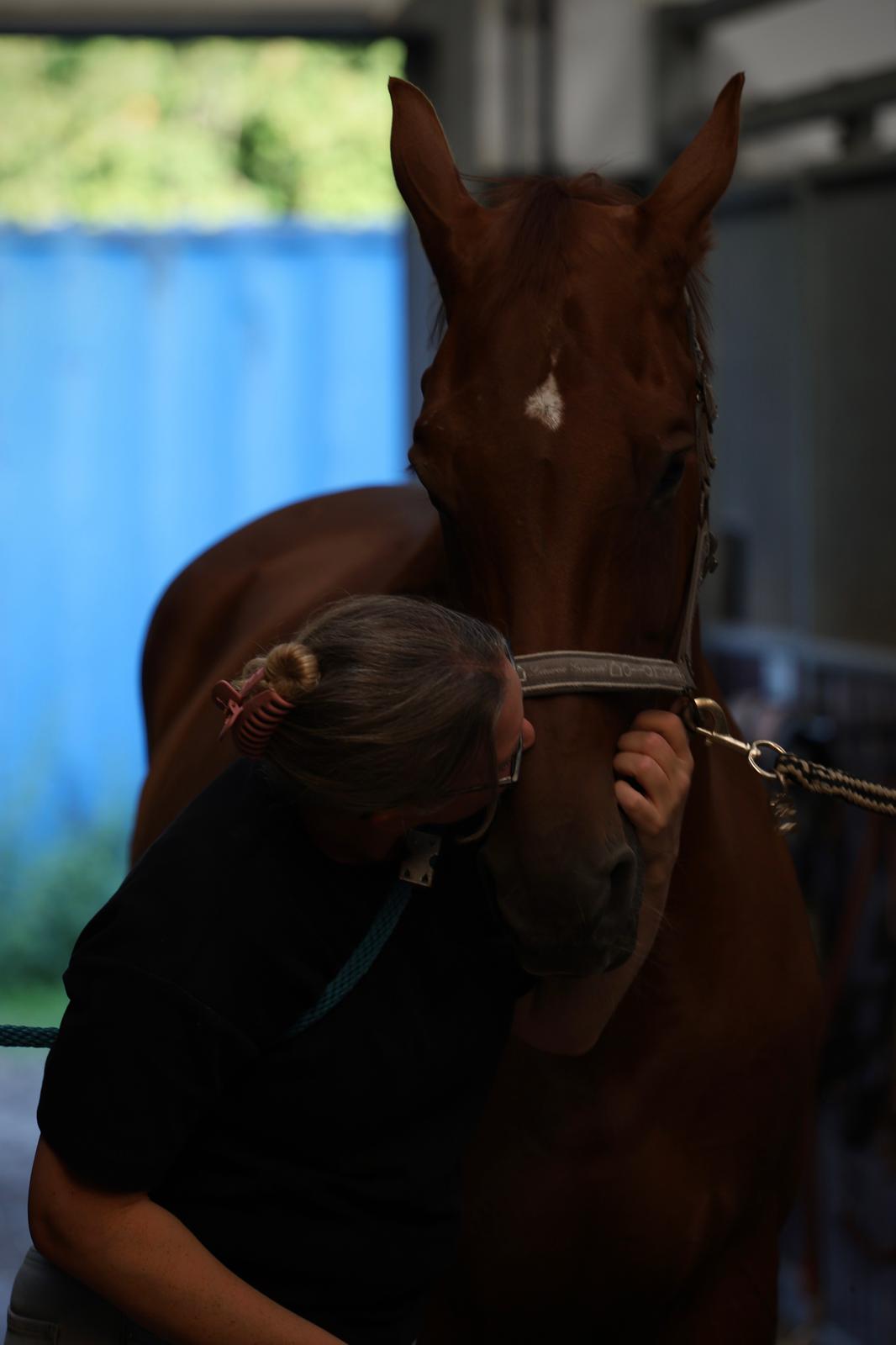 Vrouw geeft een kussen op de neus van een voskleurig paard